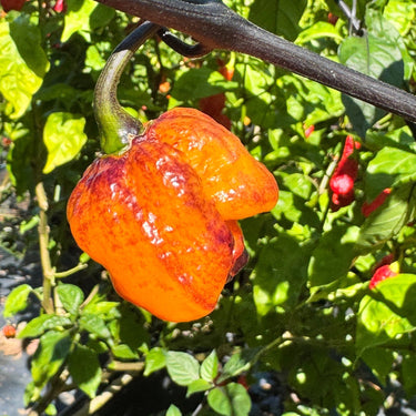 Pockmark Orange - Seeds - The Pepper Pantry (Formerly Marie Sharp's)
